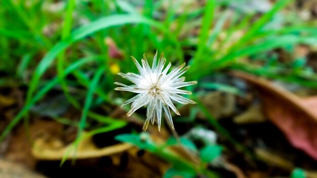 White Bursting Flower