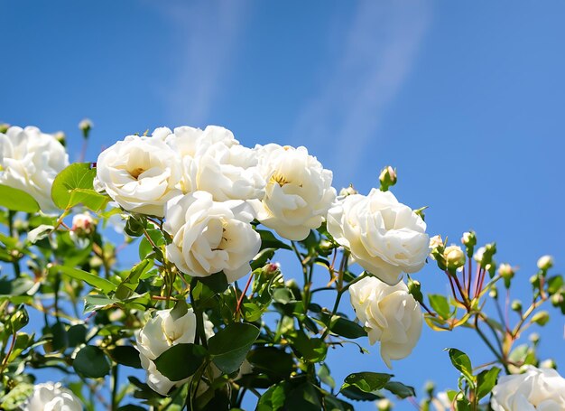 White bush roses on a background of blue sky in the sunlight Beautiful spring or summer floral