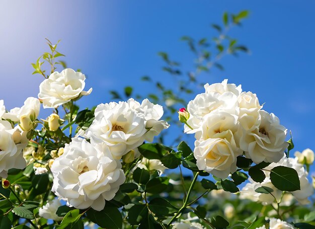 White bush roses on a background of blue sky in the sunlight Beautiful spring or summer floral