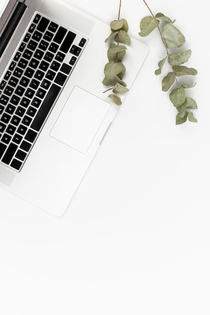 Фото Белый бизнес-фон с ноутбуком и ветвями эвкалипта, вид сверху
