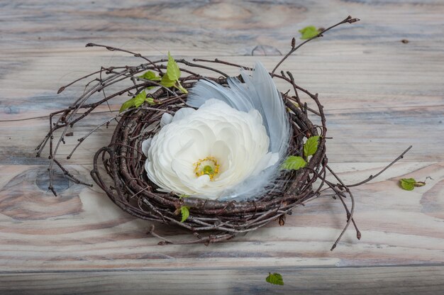Fiore bianco del ranuncolo in nido dei ramoscelli della betulla e delle piume blu
