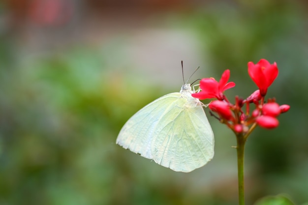 白い蝶が赤い花粉から蜜を吸っています。