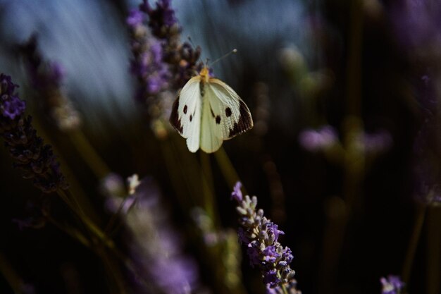 white butterflies in lavender background