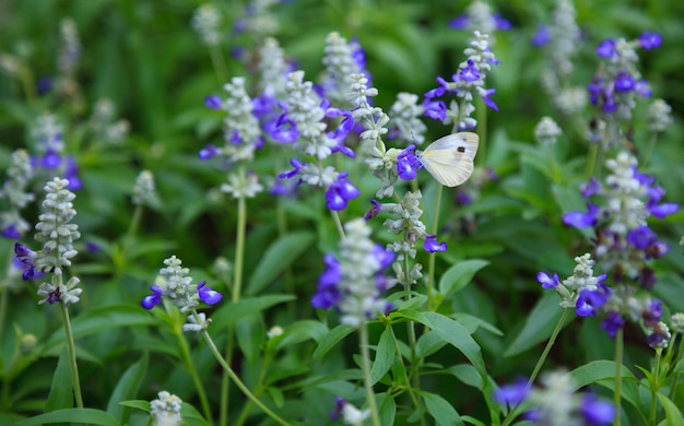 White butterfly collects pollen on budding purple pansy (viola, violet, heartsease) 