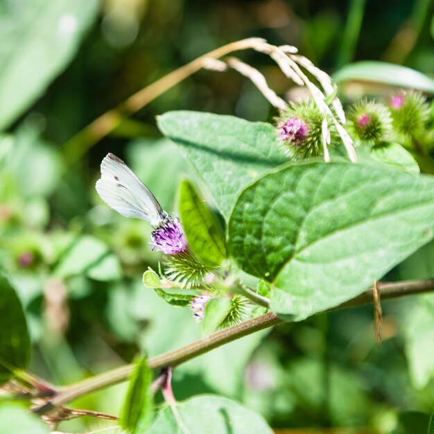 Photo white butterfly on flower of burdock plant