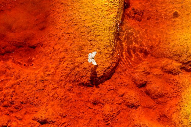 White butterfly on the ironrich terrain of rio tinto