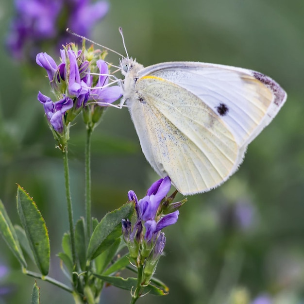 Foto una farfalla bianca su un fiore viola