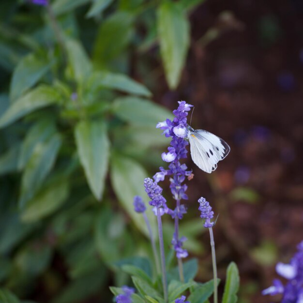 ラベンダーの花に白い蝶