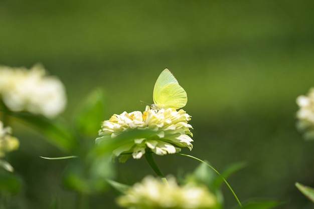 白い花に白い蝶