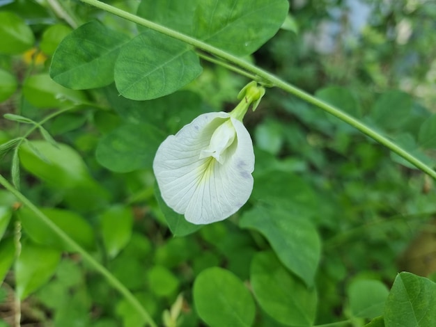 White Butterfly Pea White Pea flower Rare species thailand