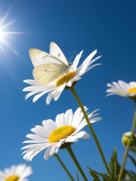 A white butterfly perched on a single white daisy against a clear blue sky