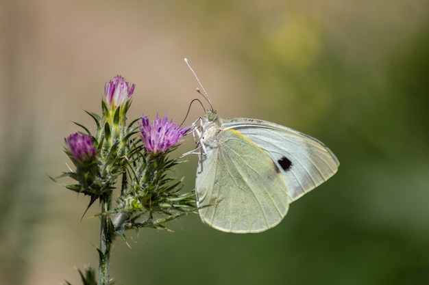 Белая бабочка (Pieris brassicae) над цветком