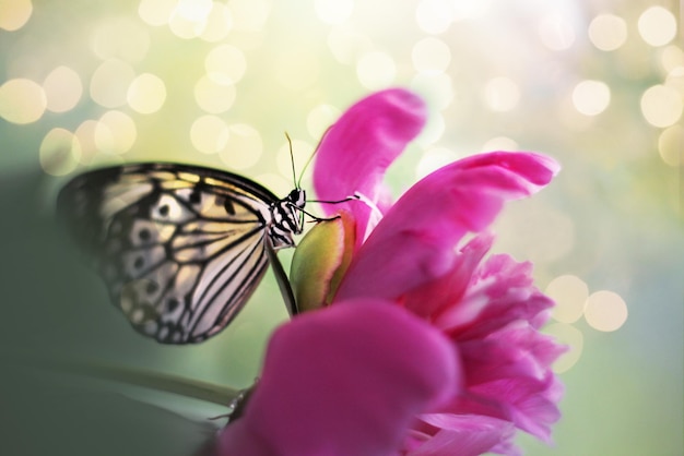 White butterfly on a pink peony flower closeup Tropical butterfly on a light bokeh background Rice paper butterfly