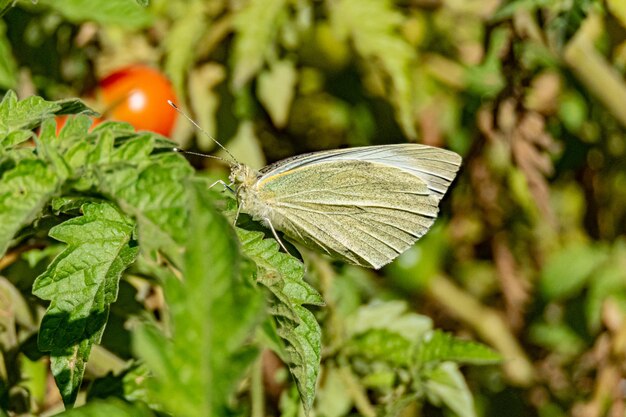 White Butterfly in Plant Yard Leaf Close Up Morning Summer Daylight