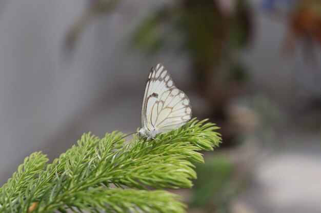 A white butterfly rests on a branch of a plant.