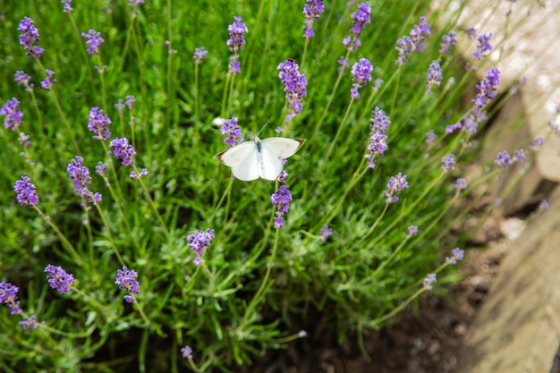 白い蝶が明るい紫色のラベンダーの花の上に座っています。高品質の写真