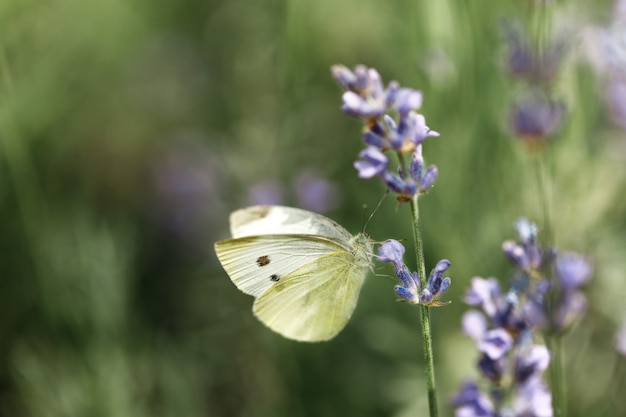 White butterfly sitting on a flower of lavender