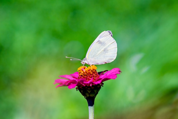 White butterfly sitting on a pink flower in sunny weather on a blurry background_