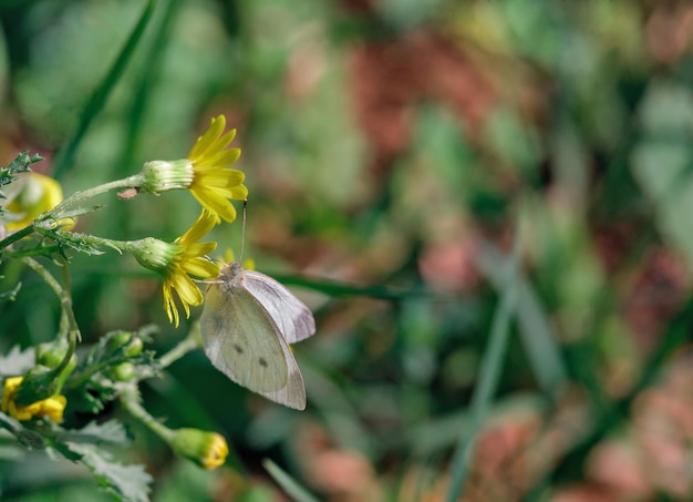 White butterfly on yellow flower