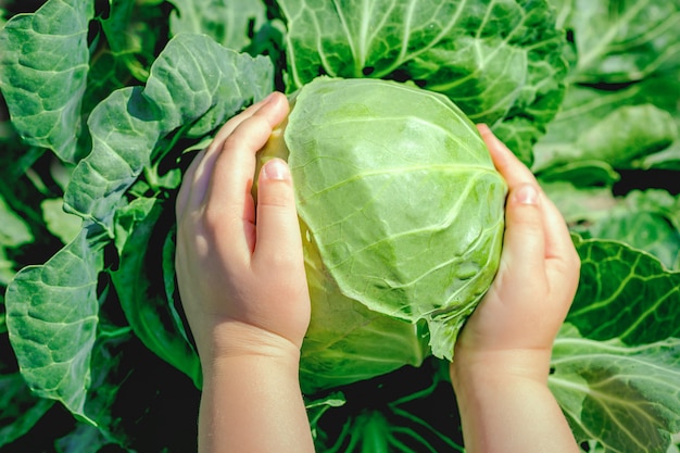 White cabbage in hands of child.