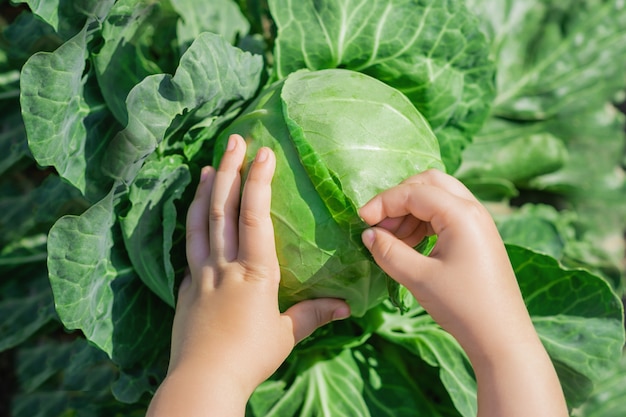 White cabbage in hands of child.