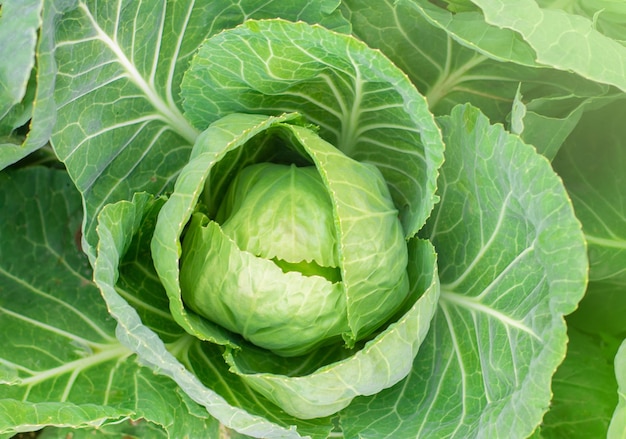 white cabbage in the summer on the bed