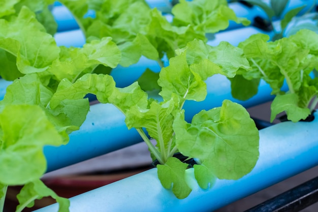 White cabbage (Tokyo Bekana)