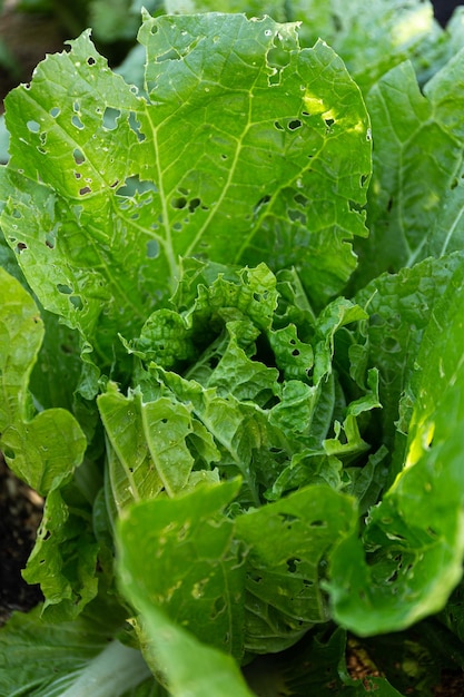 写真 害虫のクローズ アップからの穴の白キャベツ 野菜の害虫