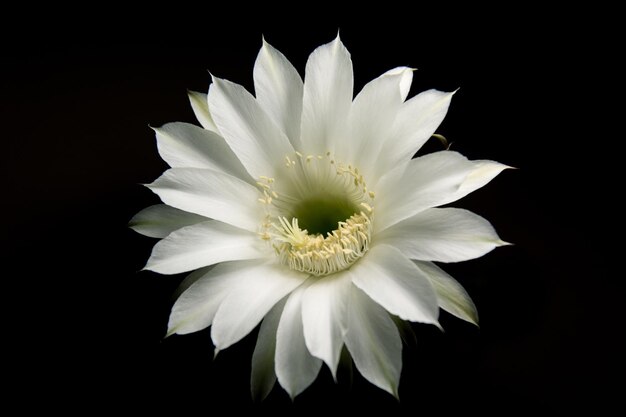 White cactus flower