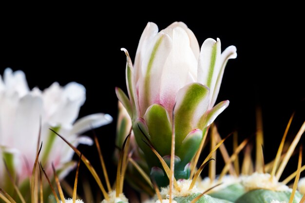 開花中の白いサボテンの花、鋭いとげのある古い植物、クローズアップ