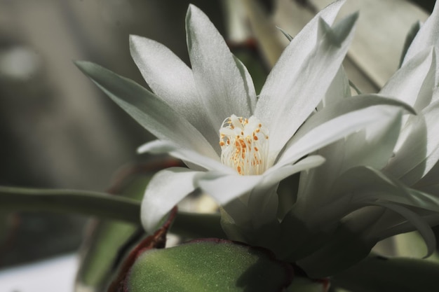 White cactus flowers macro sunny day Blossom floral background selective focus