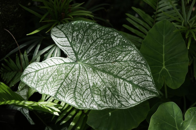 Белая текстура листьев CALADIUM BICOLOR