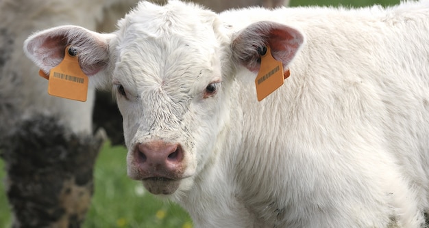 White calf in a pasture