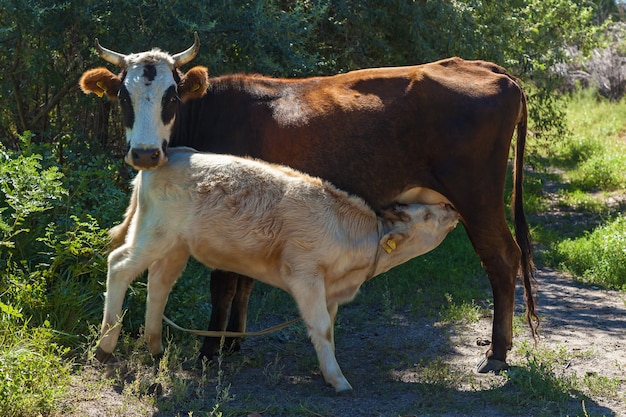 Vitello bianco che succhia le mammelle di una mucca