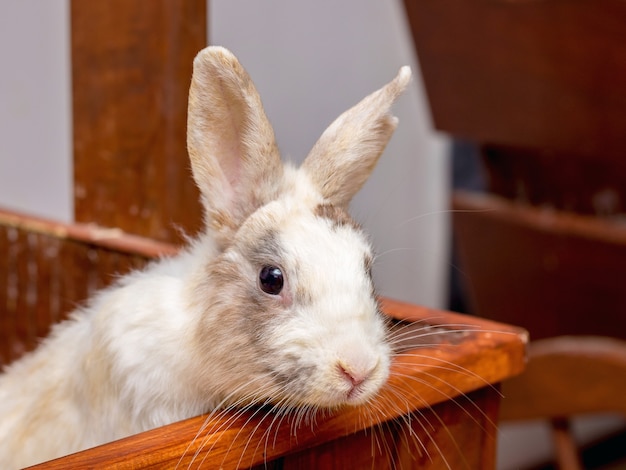 White Californian rabbit sits on a wooden platform 