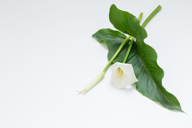 Белый цветок каллы на белом фоне