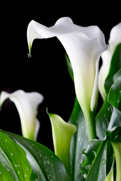 White calla flower with green leaves with black background