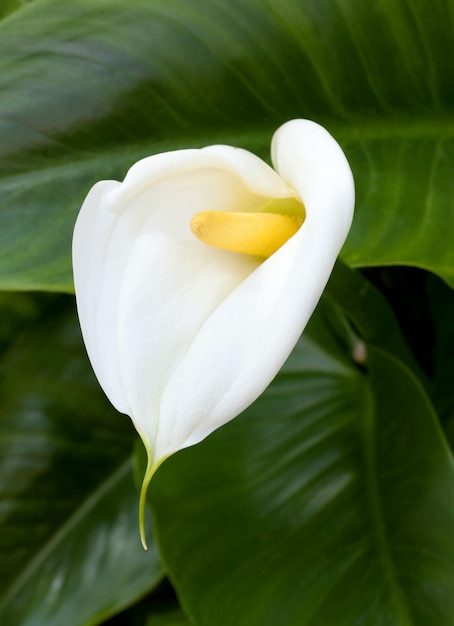 White Calla lilies with leaf 