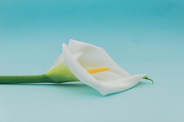 White calla lilly flower on blue wall.