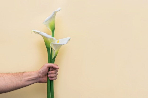 White calla lilly flowers bouquet in man's hand on yellow wall.