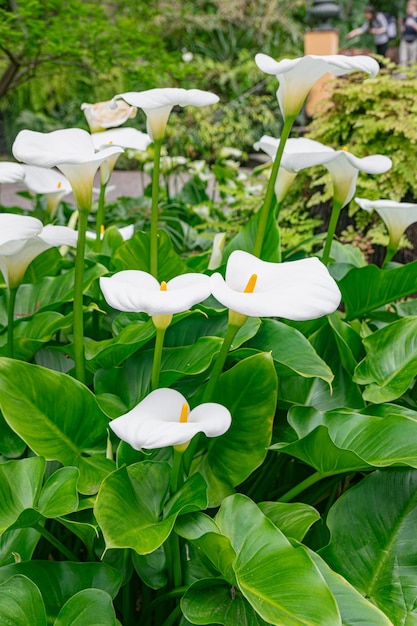 White calla lily Zantedeschia aethiopica group blooming