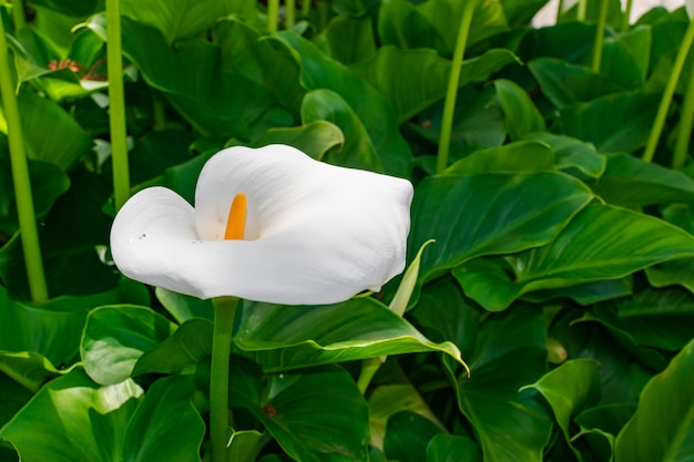 白いオランダカイウユリ（Zantedeschia aethiopica）