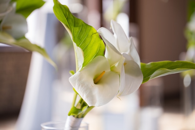 White callas in a glass vase closeup