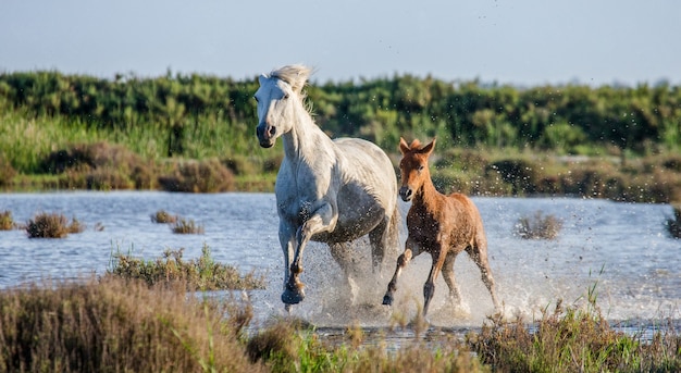 子馬と白いカマルグ馬が沼地の自然保護区で走っています