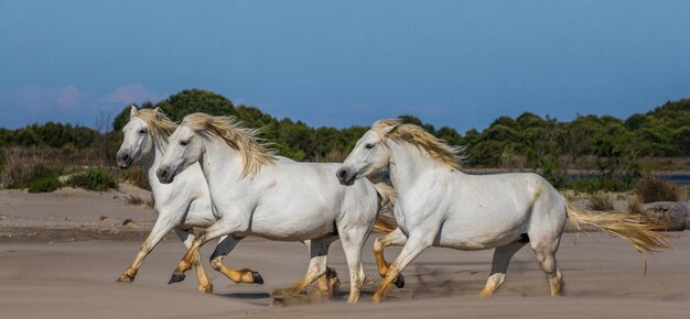 Cavalli Bianchi Sulla Spiaggia Foto Premium