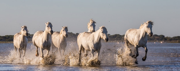 White Camargue Horses는 늪지 자연 보호 구역에서 달리고 있습니다.