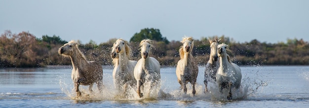 白いカマルグ馬が沼地の自然保護区で走っています