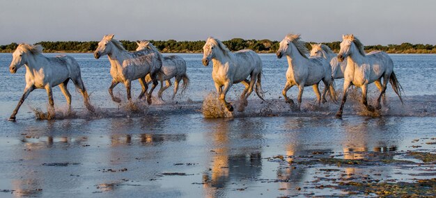 白いカマルグ馬が沼地の自然保護区で走っています