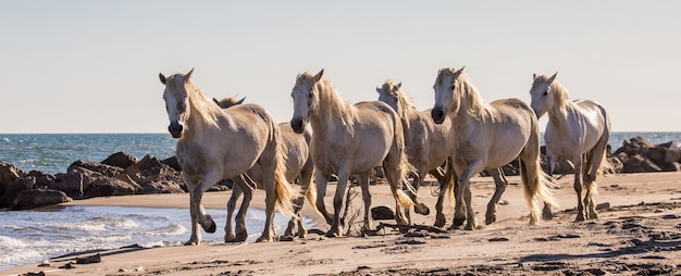 White Camargue horses flow along sand 