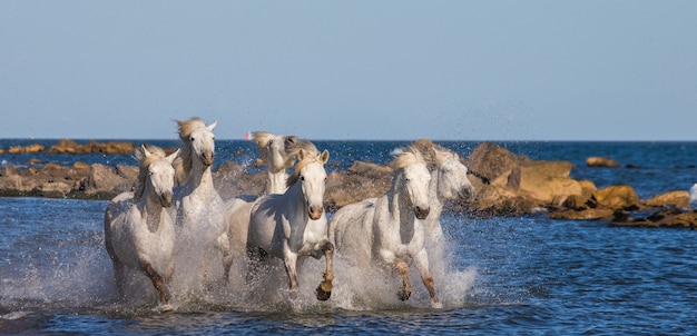 바다 해변을 따라 질주하는 흰색 Camargue 말